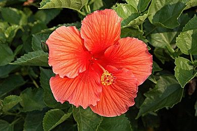 克苏鲁生存射击游戏《黎明前20分钟》12月21日上线Nintendo Switch